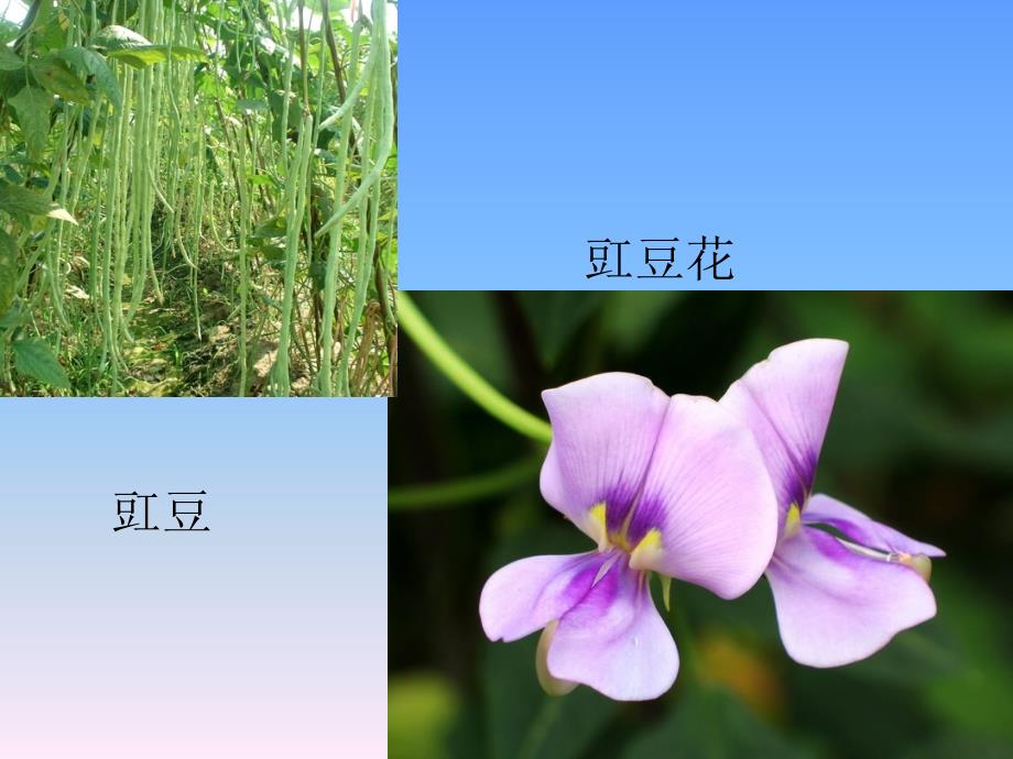 菜豆育种技术._第4页