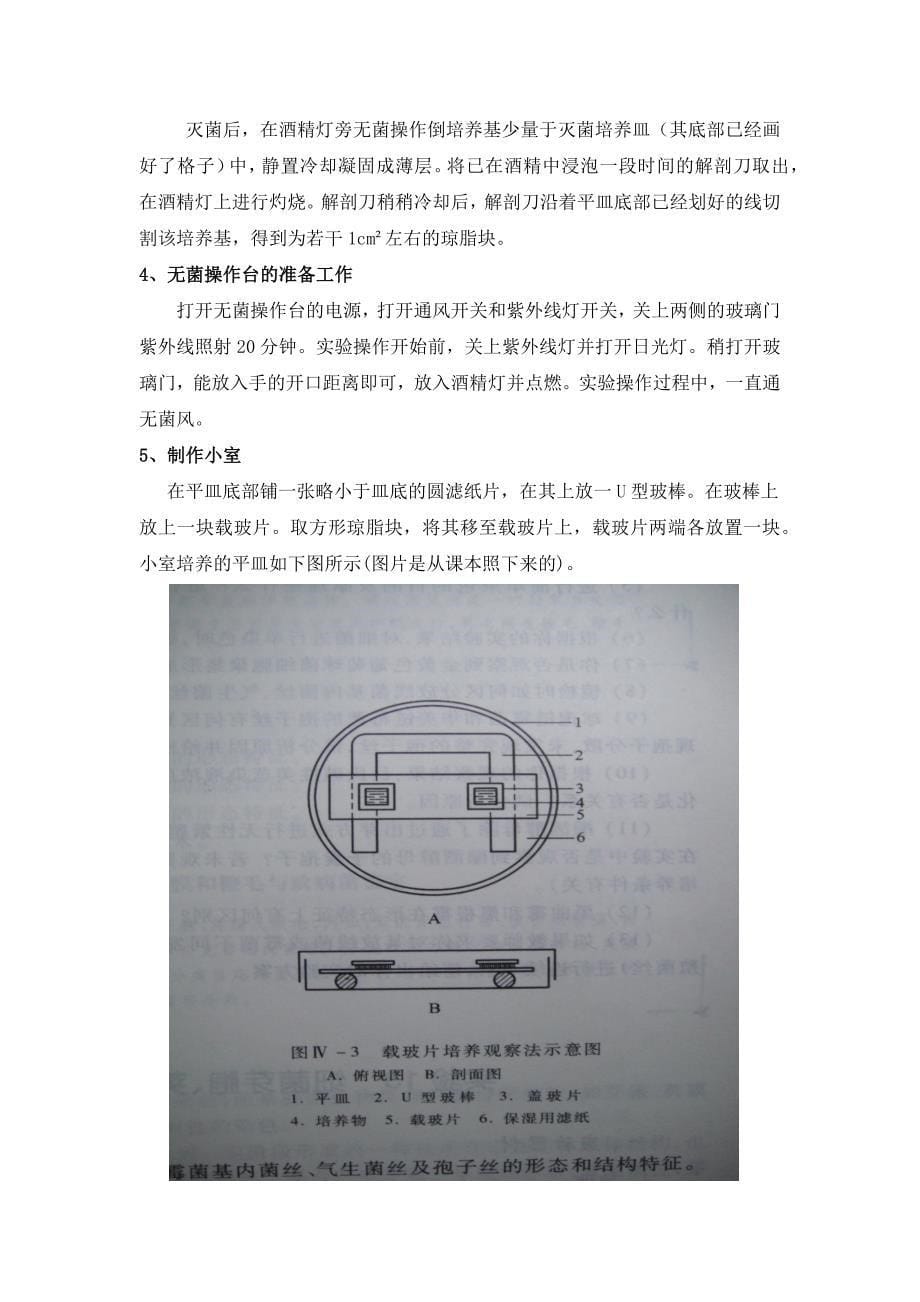 微生物实验6 霉菌_第5页