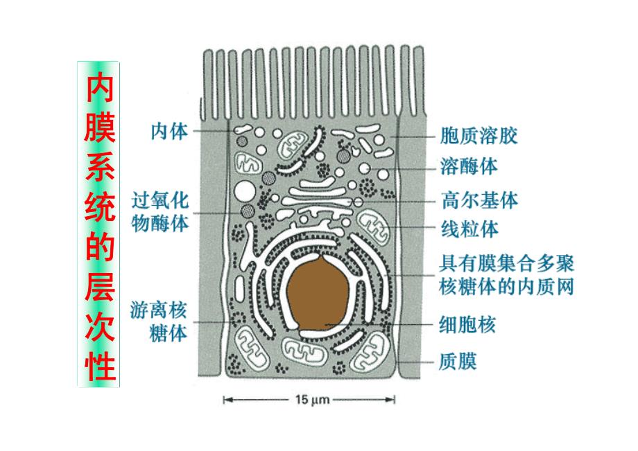 医学细胞生物学 第五章 内膜系统_第4页