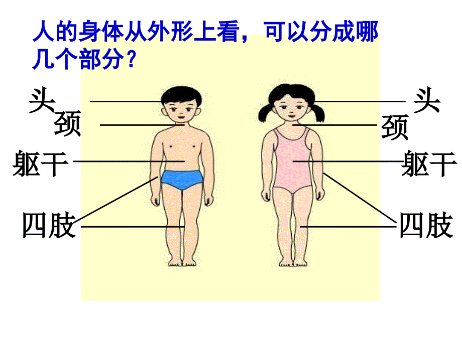 四年级科学上册课件-4.1 身体的结构｜教科版 (共15张PPT)(1)_第4页