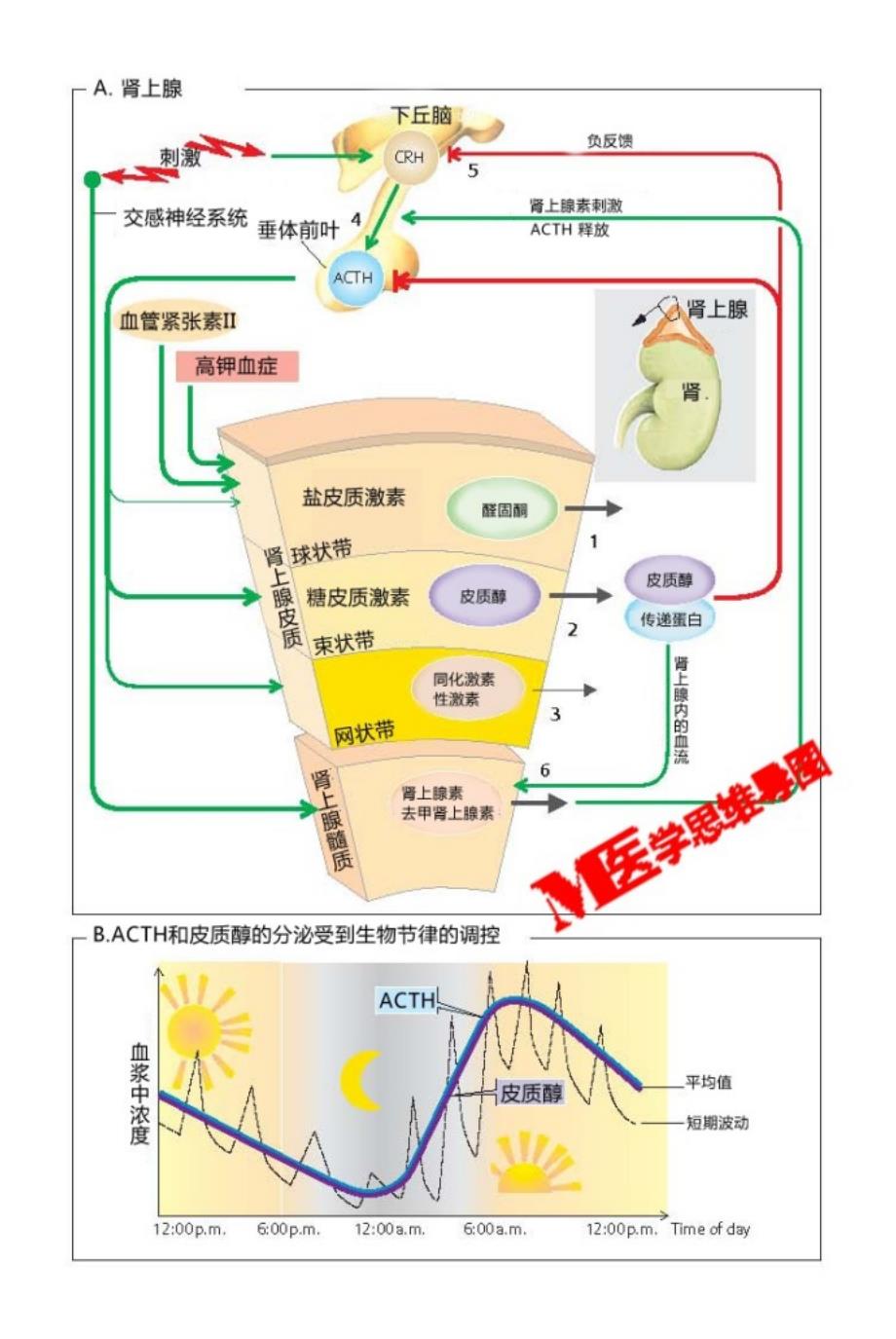 医学思维导图-药理生理_第1页