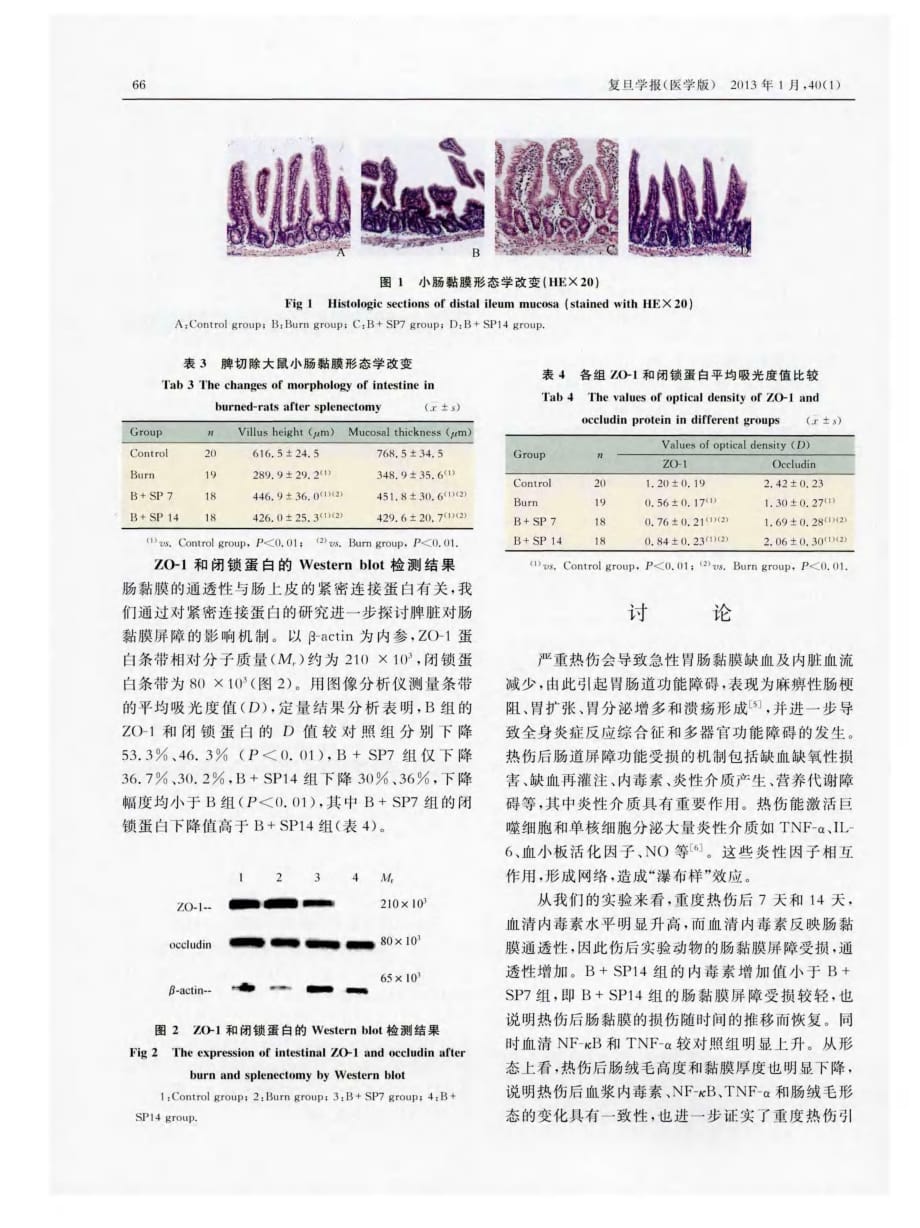 脾切除对重度热伤诱导的大鼠肠黏膜屏障破坏的影响_第4页