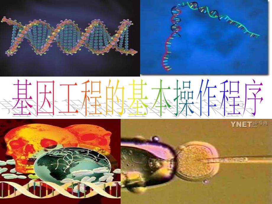 生物：《基因工程的基本操作程序》新人教版选修3_第1页