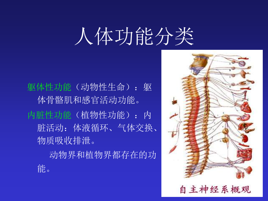 交感神经系统与B-受体阻断剂资料_第3页