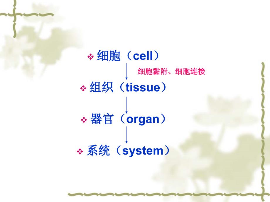 细胞连接与细胞粘连的基础_第2页