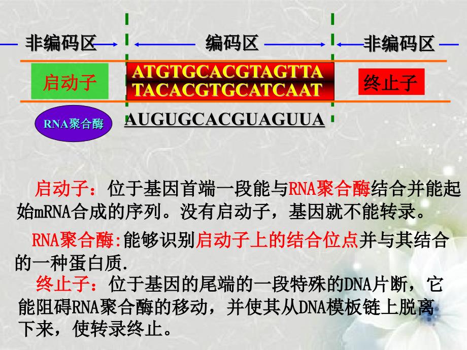 高中生物基因工程基本实际操作程序新人教版选修_第4页