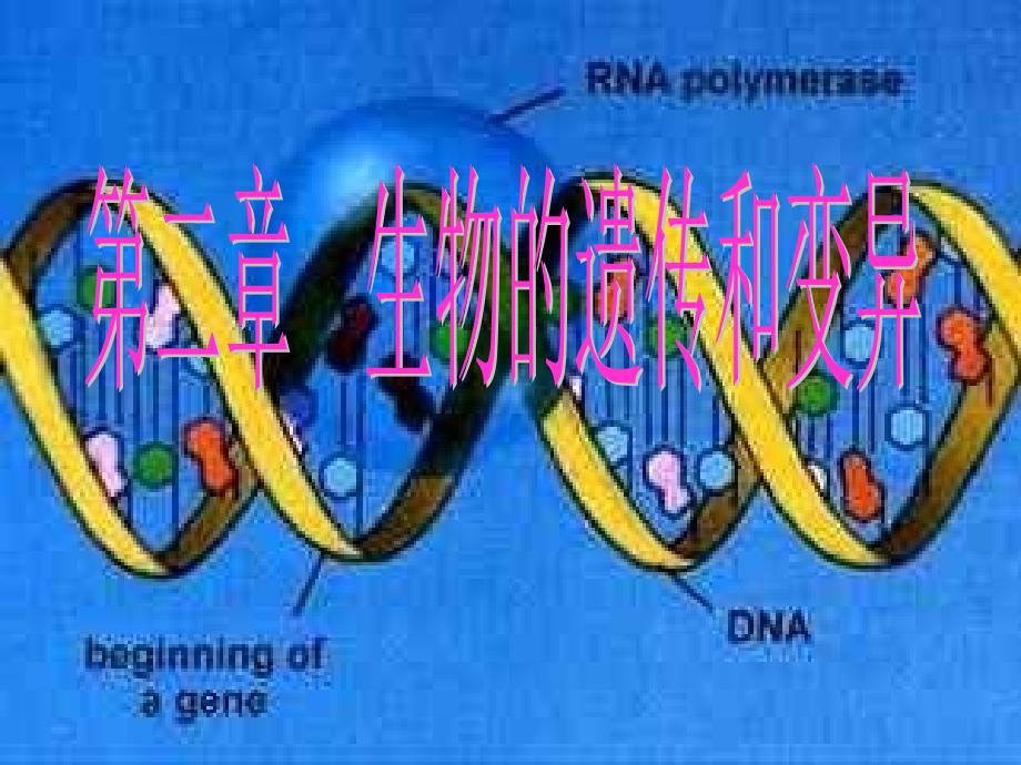 生物基因控制着生物的具体性状_第1页