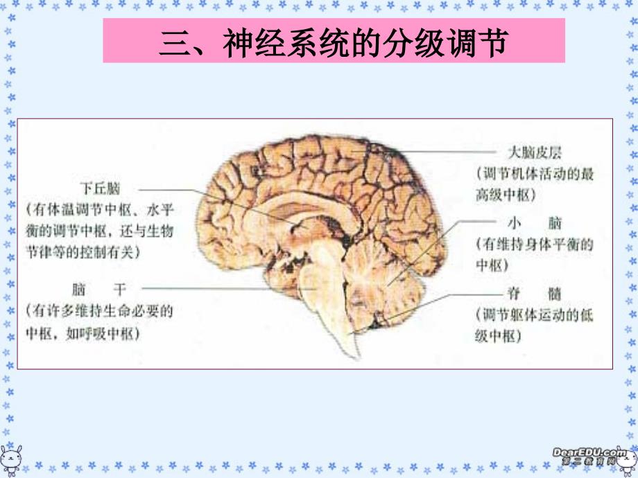 三 神经系统的分级调节资料_第2页