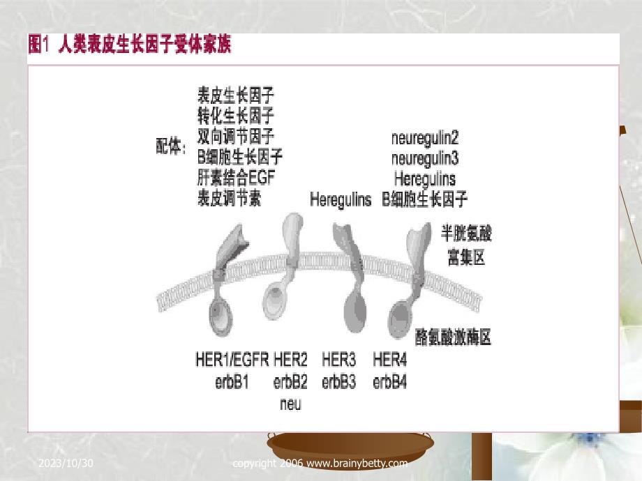 以EGFR为靶点抗肿瘤药物_第3页