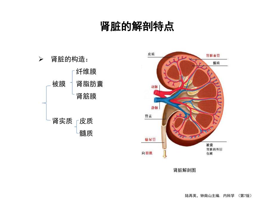 肾脏病基础知识讲述_第4页