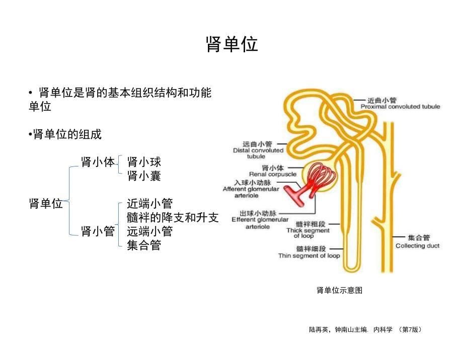 肾脏病基础知识讲述_第5页