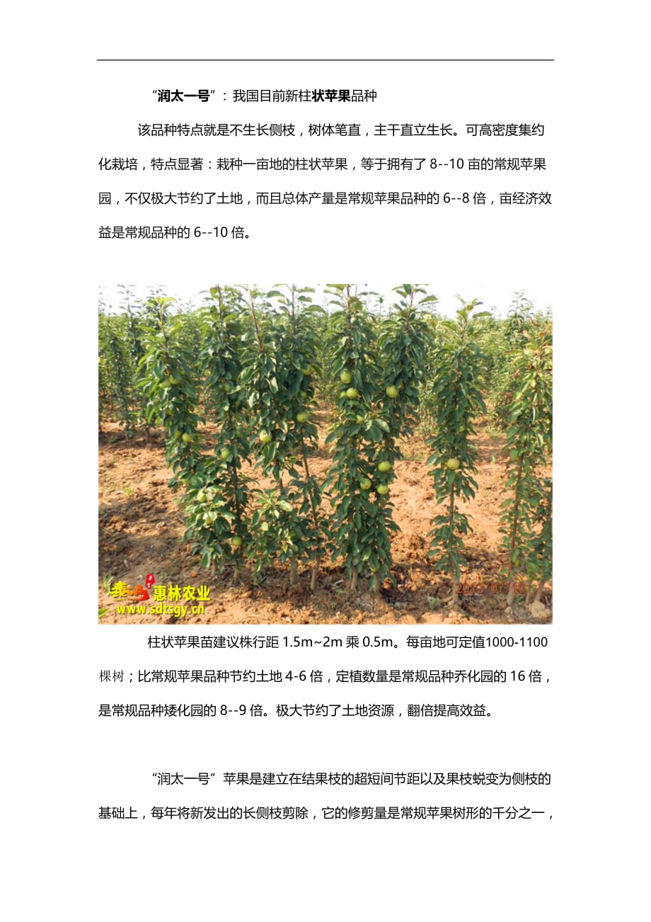 柱状苹果树苗润太一号苹果苗亩栽千株效益翻倍_第1页