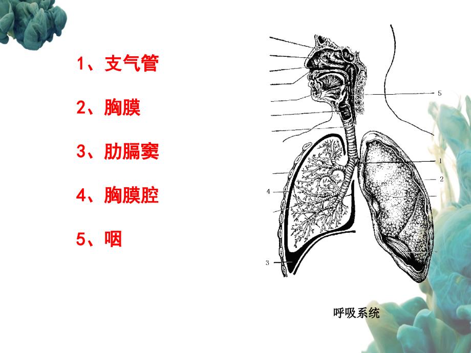 人体解剖学和组织胚胎学型考第次形考作业_第4页