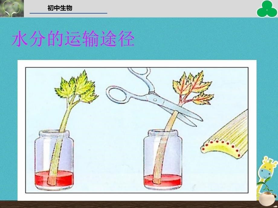 2018年七年级生物上册第三单元第三章绿色植物与生物圈中的水循环教学（新版）_第5页