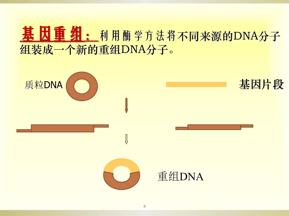 实验UU任一目基因原核表达载体构建和表达鉴定_第4页