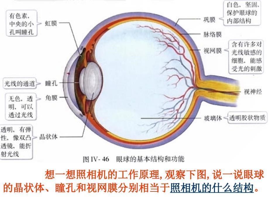 初一人体对外界环境的感知PPT课件_第5页