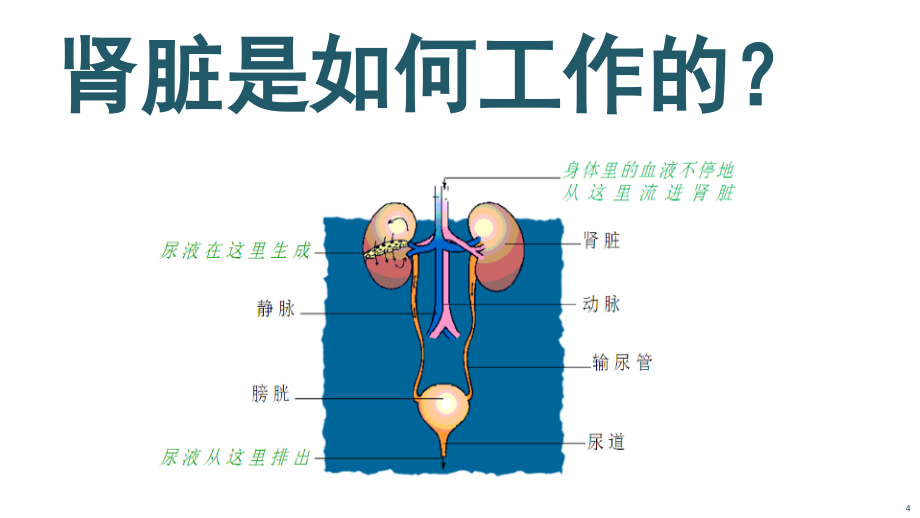 慢性肾脏病课件资料_第4页