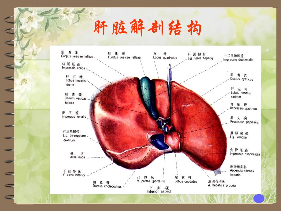 介绍原发性肝癌课件PPT_第4页