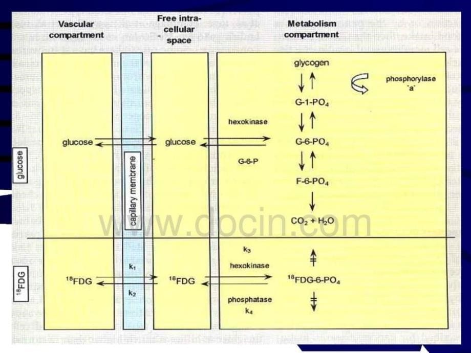 临床医学影像学核医学在心血管病方面应用_第5页