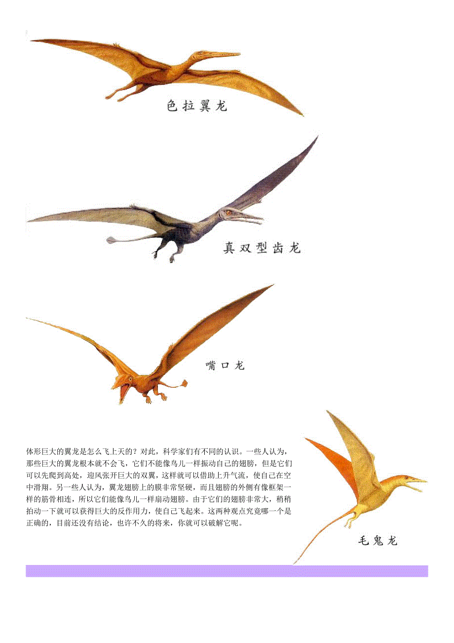 恐龙世界图片及资料 资料_第2页