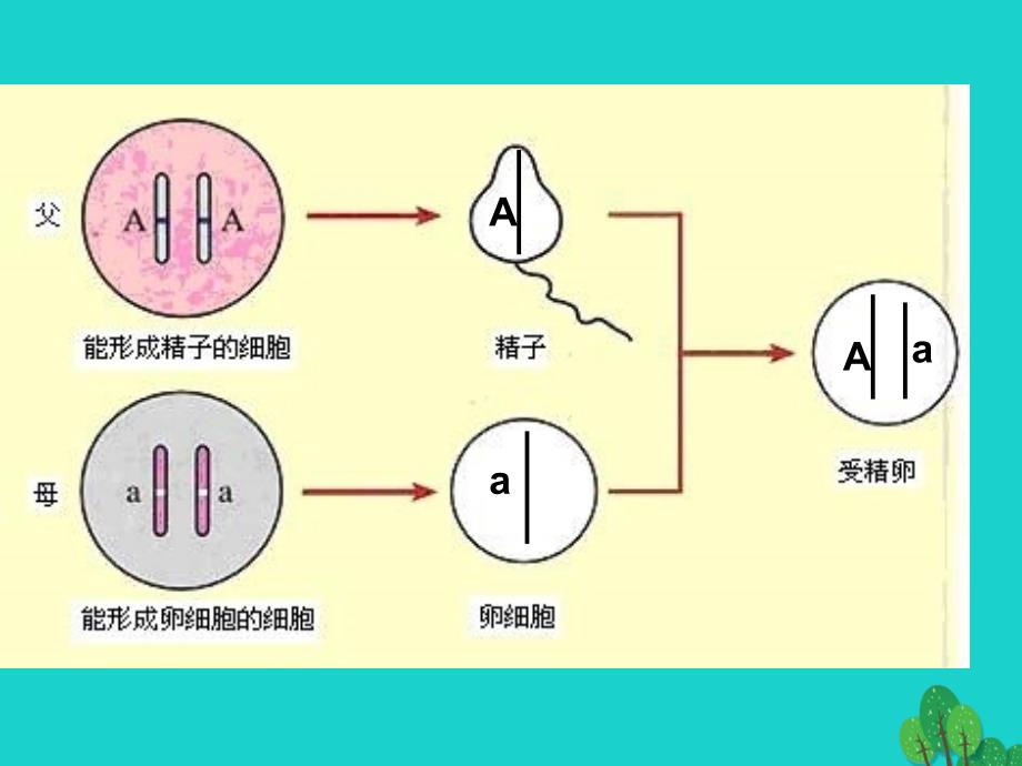 河南省濮阳县第六中学八年级生物下册 7.2.3 基因的显性和隐性新人教版_第3页