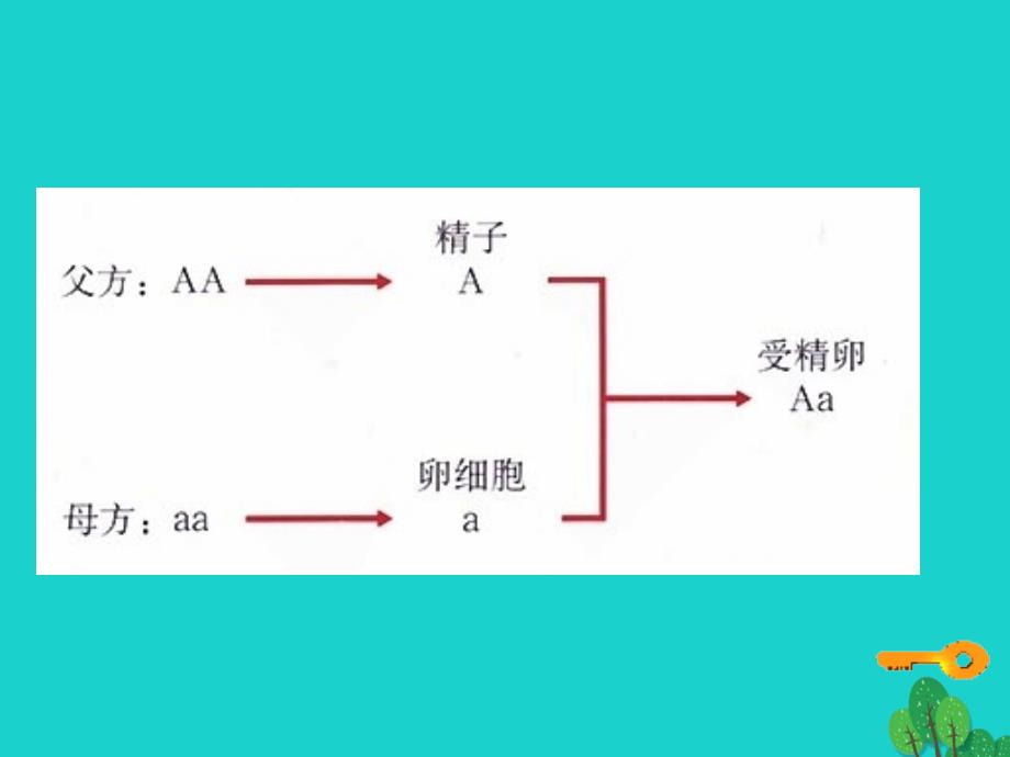 河南省濮阳县第六中学八年级生物下册 7.2.3 基因的显性和隐性新人教版_第4页