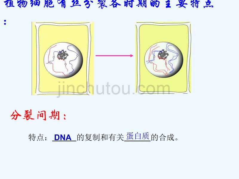 浙江省台州市高中生物 第四章 细胞的增殖与分化 4.1 细胞的增殖（第2课时） 浙科版必修1_第3页