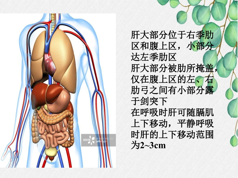 《肝功能检查》_第4页