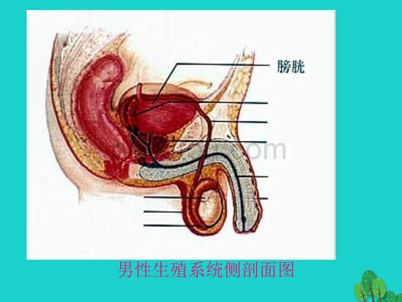 八年级生物上册 第四单元 第三章 第一节 婴儿的诞生济南版_第4页