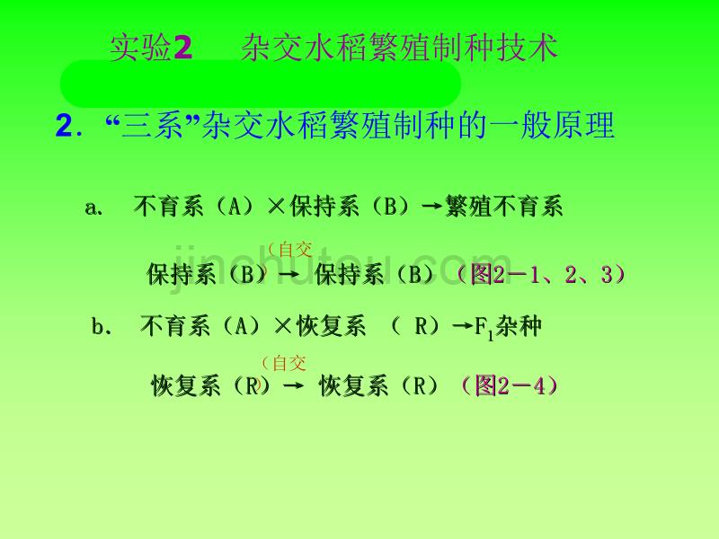 实验02 杂交水稻繁殖制种技术资料_第3页