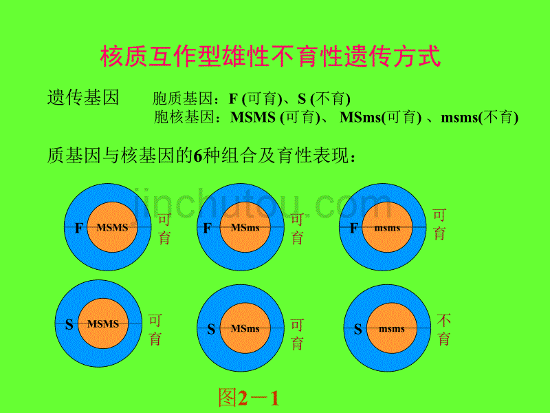 实验02 杂交水稻繁殖制种技术资料_第4页