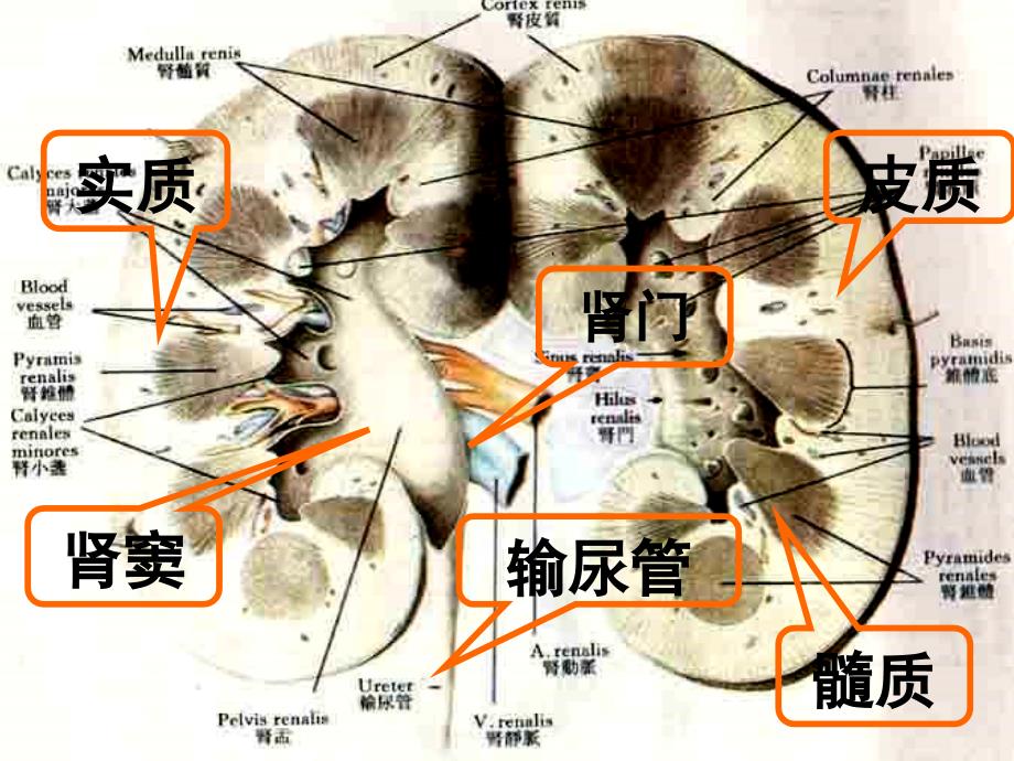 泌尿系超声检查资料_第3页