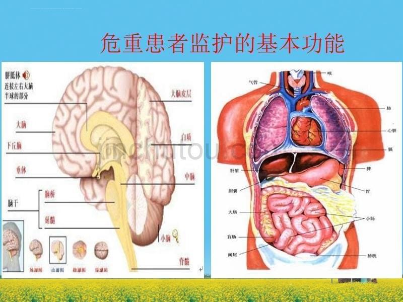 危重病人的监测-1_第5页