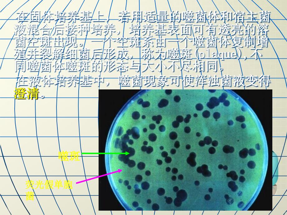 噬菌体和遗传变异的区别_第2页