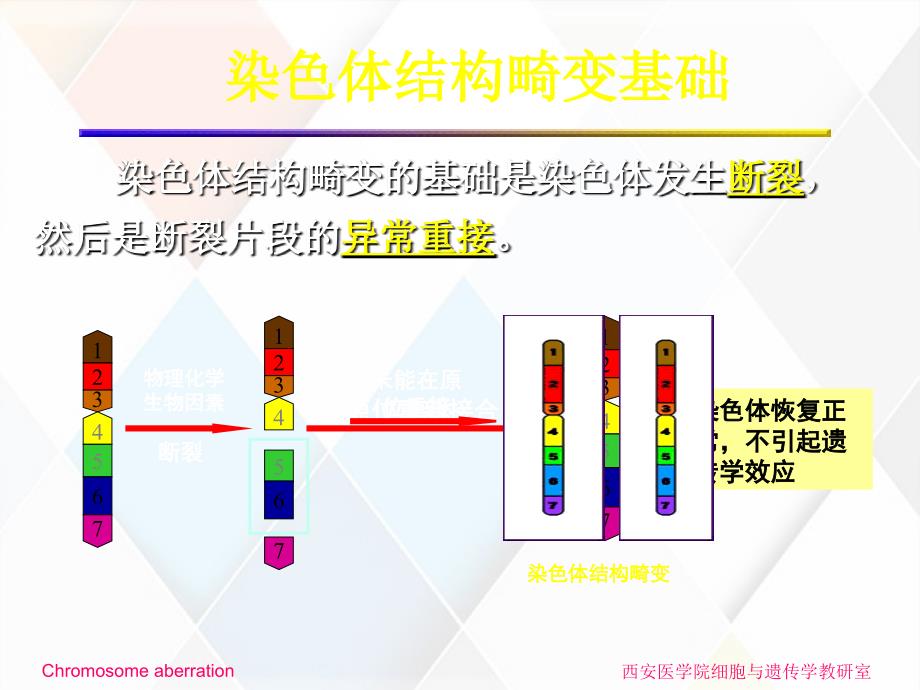 染色体结构突变导致的畸形_第4页