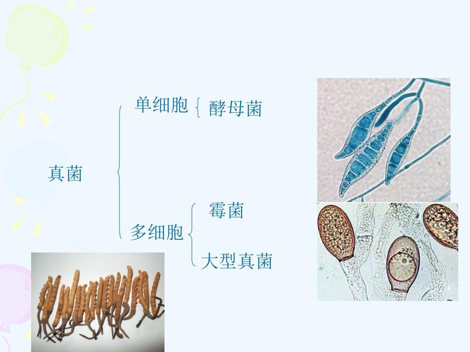 （精品教育）生物人教版初二上册第三节：真菌_第2页