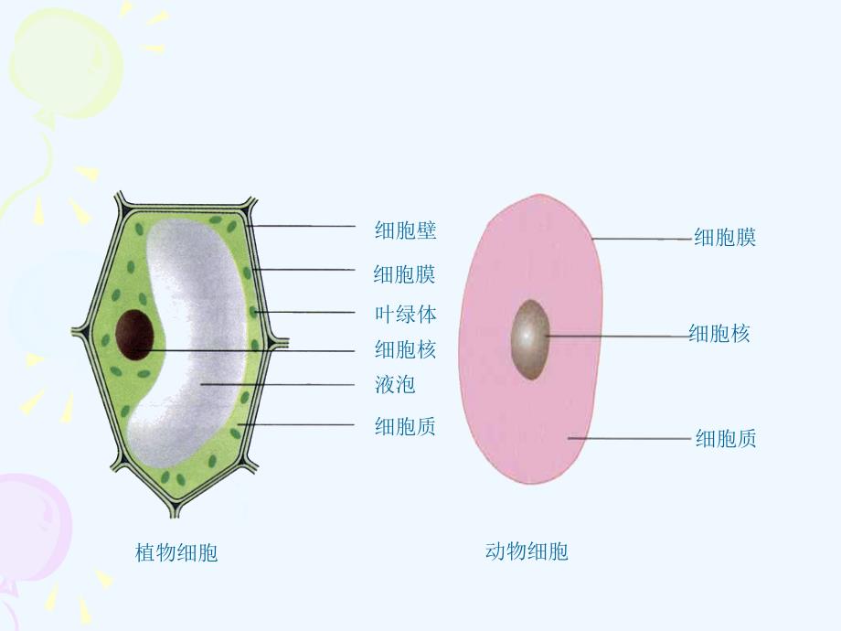 （精品教育）生物人教版初二上册第三节：真菌_第3页