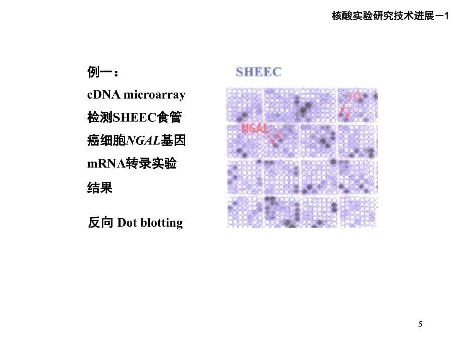 常用的定量pcr荧光探针-生物化学与分子生物学_第5页