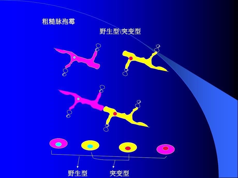 上海交通大学遗传学课件核外遗传教材_第5页