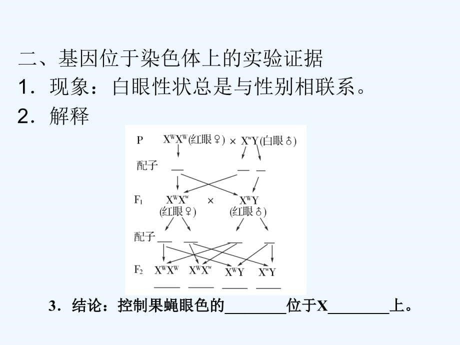 高三生物一轮复习 第二章 基因在染色体上和伴性遗传（第2课时）精品（必修2）_第5页