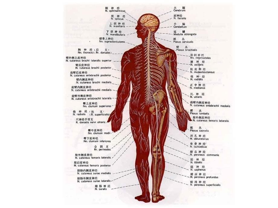 神经系统发育资料_第5页