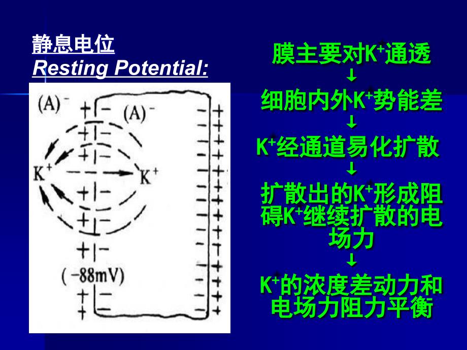 第3章 电信号与动作电位资料_第2页