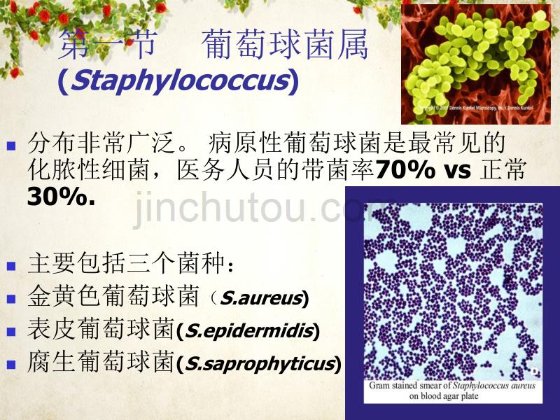 医学微生物学课件—球菌的发展_第2页