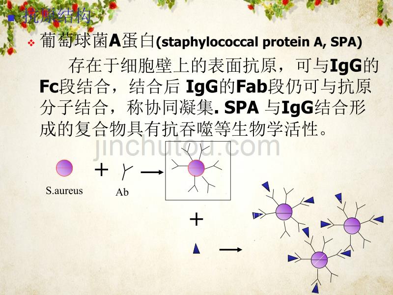 医学微生物学课件—球菌的发展_第4页