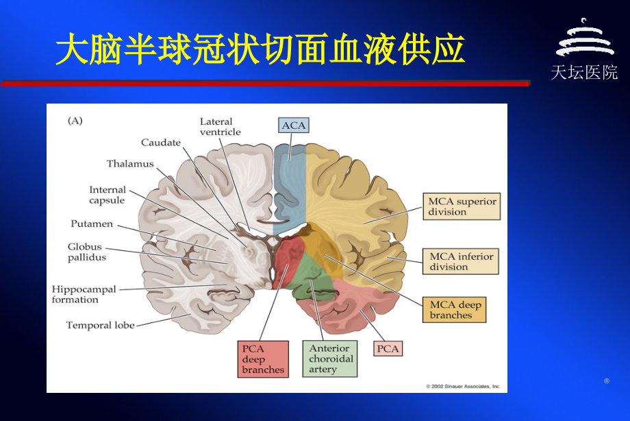 脑血管病与侧枝循环指南资料_第2页