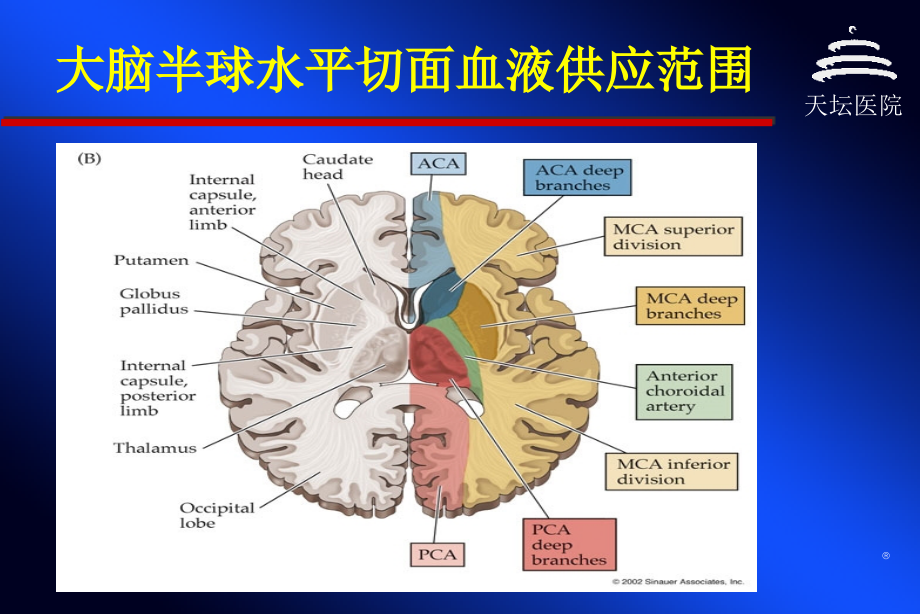 脑血管病与侧枝循环指南资料_第4页