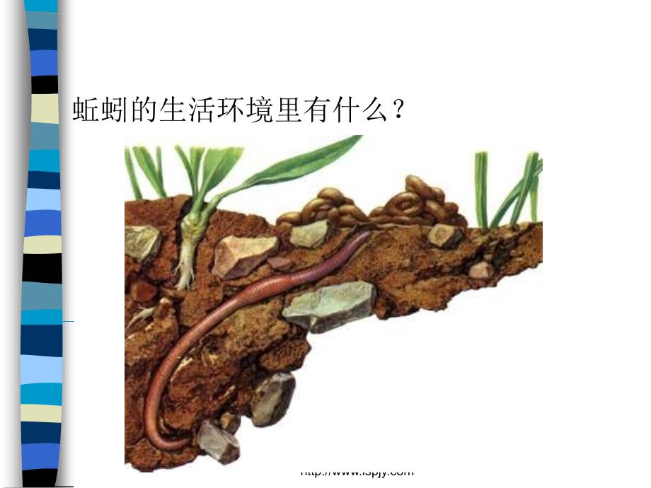 三年级上册科学第二单元蚯蚓课件_第3页