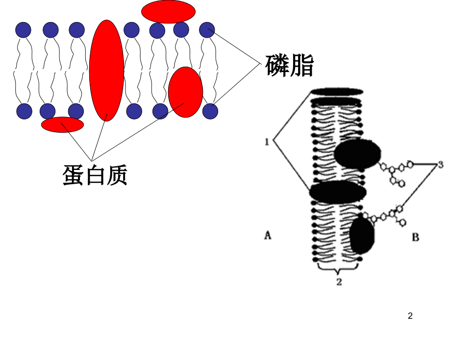 高中生物重要的图解模板_第2页