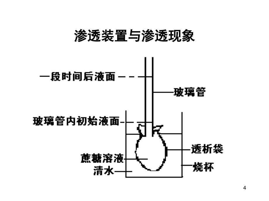 高中生物重要的图解模板_第4页