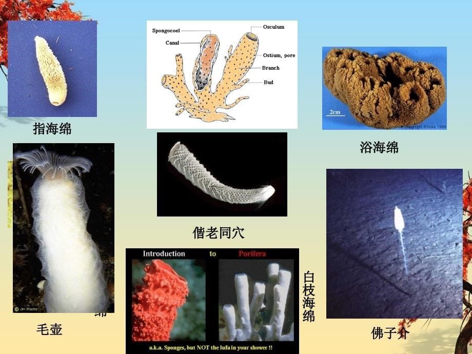 多孔动物门或海绵动物基本概述_第5页